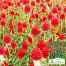 Globe Amaranth Seeds – Gomphrena Globosa, Everlasting Dried Flowers