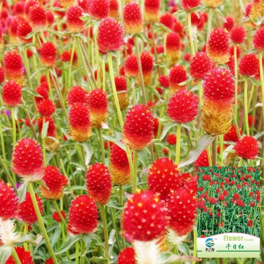 Globe Amaranth Seeds &acirc;�� Gomphrena Globosa, Everlasting Dried Flowers