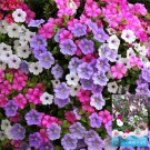 Mixed Color Petunia Seeds | Annual Biennial Herb with Vigorous Blooming & Long Flowering Period
