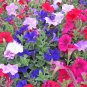 Mixed Color Petunia Seeds | Annual Biennial Herb with Vigorous Blooming & Long Flowering Period