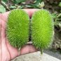 Little Hedgehog Cucumber Seeds â Premium Ornamental Variety