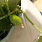 Little Hedgehog Cucumber Seeds â Premium Ornamental Variety