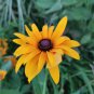 Dwarf Black-eyed Susan Seeds â Rudbeckia Hirta, Perennial Flower