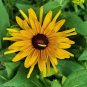 Dwarf Black-eyed Susan Seeds â Rudbeckia Hirta, Perennial Flower