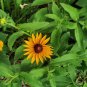 Dwarf Black-eyed Susan Seeds â Rudbeckia Hirta, Perennial Flower