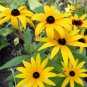 Dwarf Black-eyed Susan Seeds â Rudbeckia Hirta, Perennial Flower