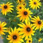 Dwarf Black-eyed Susan Seeds â Rudbeckia Hirta, Perennial Flower