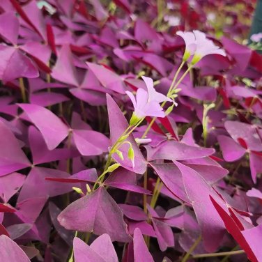 10 Oxalis triangularis 'Purpurea' Bulbs &acirc;�� Purple Shamrock Plant Low-Maintenance Perennial