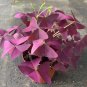 10 Oxalis triangularis 'Purpurea' Bulbs &acirc;�� Purple Shamrock Plant Low-Maintenance Perennial