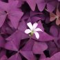 10 Oxalis triangularis 'Purpurea' Bulbs &acirc;�� Purple Shamrock Plant Low-Maintenance Perennial