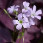 10 Oxalis triangularis 'Purpurea' Bulbs â Purple Shamrock Plant Low-Maintenance Perennial