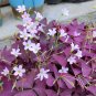 10 Oxalis triangularis 'Purpurea' Bulbs â Purple Shamrock Plant Low-Maintenance Perennial