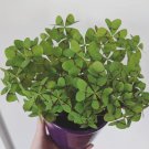 10 Oxalis deppei 'Mexico BotKA G4' Bulbs - Compact Four-Leaf Plant