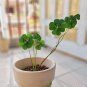 10 Oxalis deppei 'Mexico BotKA G4' Bulbs - Compact Four-Leaf Plant