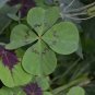 10 Oxalis deppei 'Mexico BotKA G4' Bulbs - Compact Four-Leaf Plant