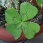 10 Oxalis deppei 'Mexico BotKA G4' Bulbs - Compact Four-Leaf Plant