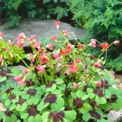 10 Oxalis tetraphylla 'Iron Cross' Bulbs - Four-Leaf Lucky Clover Indoor Plant Gift