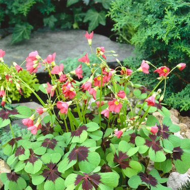 10 Oxalis tetraphylla 'Iron Cross' Bulbs - Four-Leaf Lucky Clover Indoor Plant Gift