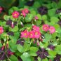 10 Oxalis tetraphylla 'Iron Cross' Bulbs - Four-Leaf Lucky Clover Indoor Plant Gift