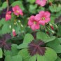 10 Oxalis tetraphylla 'Iron Cross' Bulbs - Four-Leaf Lucky Clover Indoor Plant Gift
