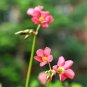 10 Oxalis tetraphylla 'Iron Cross' Bulbs - Four-Leaf Lucky Clover Indoor Plant Gift