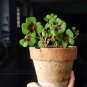 10 Oxalis tetraphylla 'Iron Cross' Bulbs - Four-Leaf Lucky Clover Indoor Plant Gift
