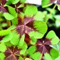 10 Oxalis tetraphylla 'Iron Cross' Bulbs - Four-Leaf Lucky Clover Indoor Plant Gift