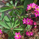 10 Oxalis lasiandra Bulbs | Palm Tree Oxalis, Mexican Shamrock, Magenta Blooms