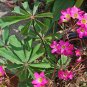 10 Oxalis lasiandra Bulbs | Palm Tree Oxalis, Mexican Shamrock, Magenta Blooms