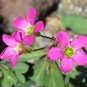 10 Oxalis lasiandra Bulbs | Palm Tree Oxalis, Mexican Shamrock, Magenta Blooms