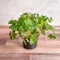 10 Oxalis triangularis Green Bulbs | Green Shamrock with White Blooms, Low Maintenance Indoor Plant