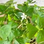 10 Oxalis triangularis Green Bulbs | Green Shamrock with White Blooms, Low Maintenance Indoor Plant