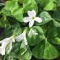 10 Oxalis triangularis Green Bulbs | Green Shamrock with White Blooms, Low Maintenance Indoor Plant