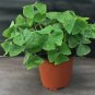10 Oxalis triangularis Green Bulbs | Green Shamrock with White Blooms, Low Maintenance Indoor Plant