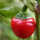 40 South African Sweet piquante Peppa-Dew Pepper Seed