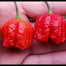 Dragon's Breath Superhot Pepper Seeds - Non-GMO Organic Superhot Pepper