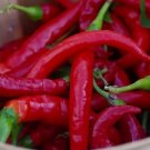30 Seeds 8 Inch Long Red Thin Hot Pepper Chili Erjintiao Chinese Hot Pepper