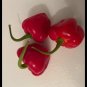 50 Pettie Belle Ghana Kpakposhito Shito Pepper Seeds Spicy Sweet Heirloom