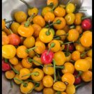30 Guyana Wiri Wiri Pepper Seeds - Variation: Yellow Wiri Wiri Pepper Seeds