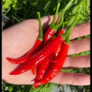 25 Calabrian Pepper Seeds / HOT Italian Pepper