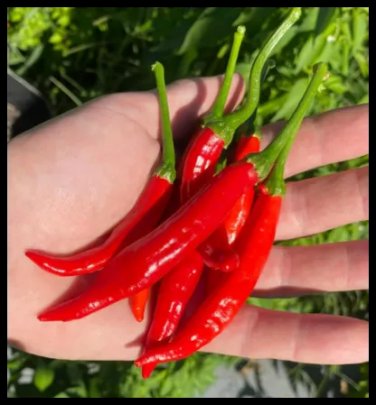 25 Calabrian Pepper Seeds / HOT Italian Pepper