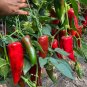Premium Spicy Red Pickled Pepper Seeds