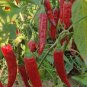 Extra Spicy 'La Mei Zi' Pepper Seeds
