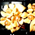 Gorgeous 1940s celluloid clip-on earrings of a beautiful floral flower