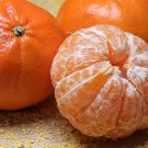 TANGERINE Mandarin Orange 20