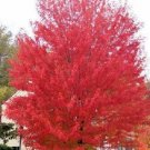 Siberian Maple Tree 25
