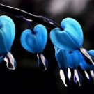 Blue Bleeding Heart Seeds 25