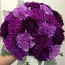 Purple Mix Carnation Seeds 100