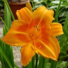 Rocket City Daylilies in 3.5 Inch Pots One plant per pot
