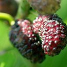 Mulberry Tree - 'Dwarf Everbearing' - Morus nigra live plant edible fruit
